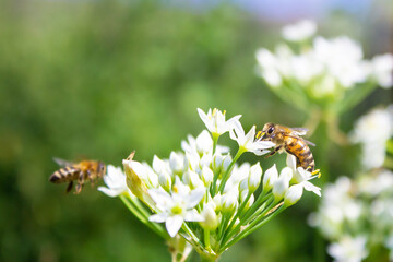 Honey bee apis mellifera on white flower while collecting pollen