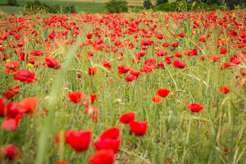 Road poppy, I will follow you wherever you go.