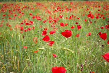 Road poppy, I will follow you wherever you go.