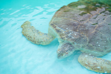 Loggerhead Turtle recovering from a marine related accident recover and release