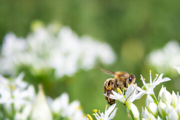 Honey bee apis mellifera on white flower while collecting pollen