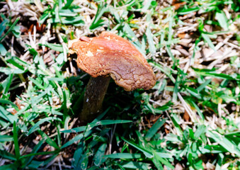 Close-up of mushroom and grass after rain