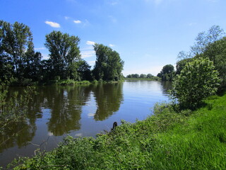 river and trees