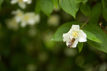 White jasmine flower with a bee close-up