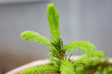Texture of young shoots of spruce close-up