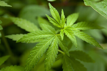 Texture of green leaves of hemp closeup