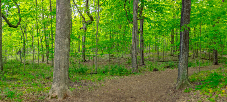 High Res Forest