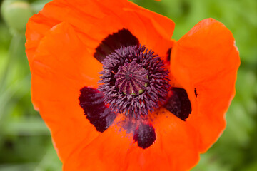 Red poppy flower close up