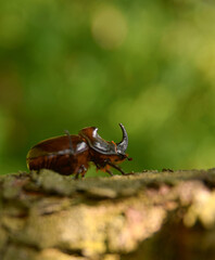 European rhinoceros beetle (Oryctes nasicornis holdhausi) Male with dark green bokeh
