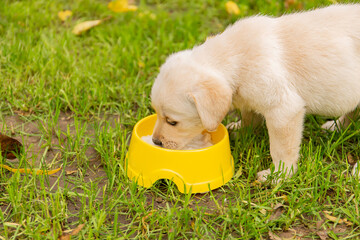 little labrador puppy eating from a bowl on a background of green grass