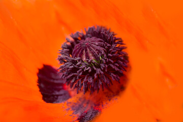 Red poppy flower close up