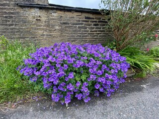 Purple flowers next a large bush, on the roadside in, Allerton, Bradford, UK