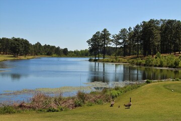 Green grass landscape with a small lake surrounded by a pine tree wooded area - 357060679