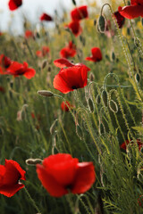 Poppy in the meadow