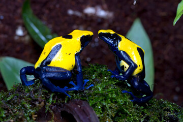 Mating season Citronella Dyeing Poison Dart Frog (Dendrobates tinctorius) in the dark, animal closeup