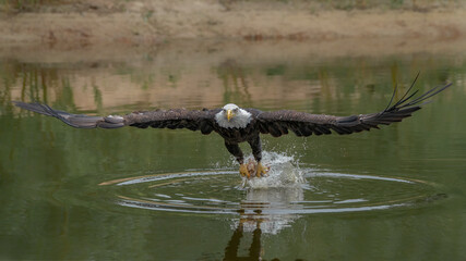 Majestic bald eagle / American eagle adult (Haliaeetus leucocephalus) catching a prey. American...