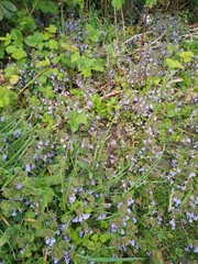 Natur