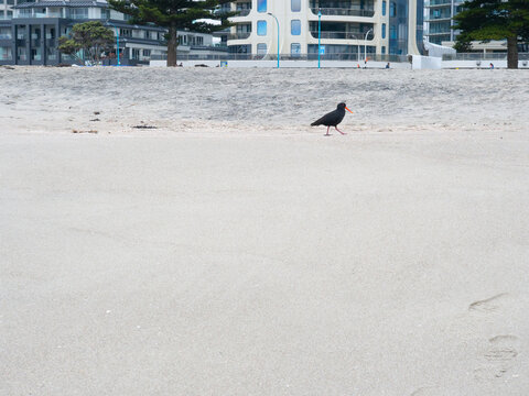 A Lone Blackbird Walking On The Beach