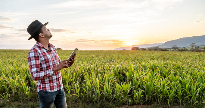 Agronomist holds tablet touch pad computer in the corn field and examining crops before harvesting. Agribusiness concept. Brazilian farm. - Powered by Adobe