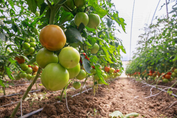 A branch with ripening tomatoes