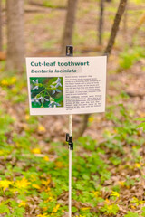 High Res Forest Signage