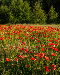 Red Poppies in field surrounded by trees.