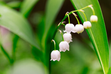 Lily of the valley, Convallaria majalis white flowers imacro in forest