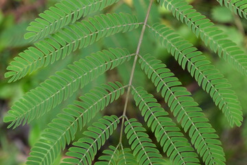 A closeup of some feathered leaves