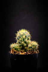 cactus in a pot