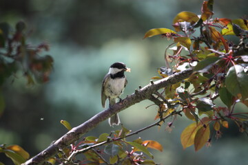 Chickadee 