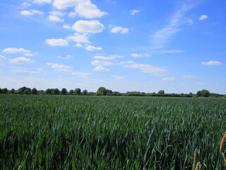 corn field and blue sky