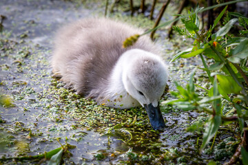 A young cygnet feeding in a stream