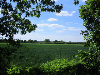 Obraz premium landscape with trees