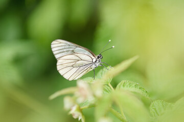 One pieris brassicae butterfly sits on the green branches of blooming raspberries. Macro photography of insects in the wild.