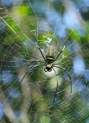 Naklejka premium Macro close up detail of Nephilinae spider web, colorful vivid of white yellow orange red grey and black color with nature background. Spider sitting on web