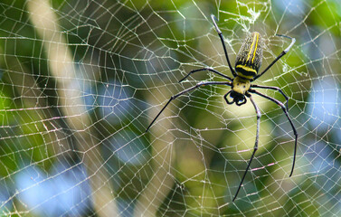 Naklejka premium Macro close up detail of Nephilinae spider web, colorful vivid of white yellow orange red grey and black color with nature background. Spider sitting on web