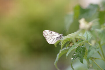 One pieris brassicae butterfly sits on the green branches of blooming raspberries. Macro photography of insects in the wild.