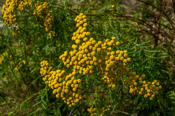 Tansy Flowers