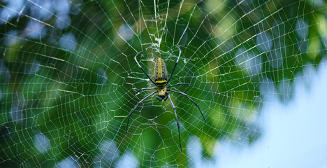 Naklejka premium Macro close up detail of Nephilinae spider web, colorful vivid of white yellow orange red grey and black color with nature background. Spider sitting on web