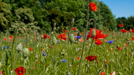 Blumenwiese / sommerly wildflower medow