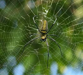 Naklejka premium Macro close up detail of Nephilinae spider web, colorful vivid of white yellow orange red grey and black color with nature background. Spider sitting on web