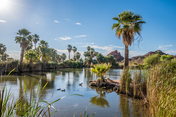 Fototapeta na wymiar Ducks swim across a pond lined with palms trees in Papago Park, Arizona