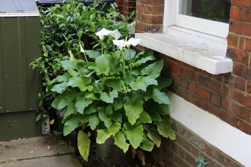 Large white Calla lilies flowers, Zantedeschia aethiopica, surrounded by lush green leaves in a silver plant pot under a window ledge in a garden in London..