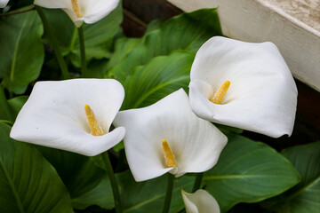 Close-up of three large flawless white Calla lilies flowers, Zantedeschia aethiopica, with a bright yellow spadix in the centre of each flower. The lilies are surrounded by lush green leaves.