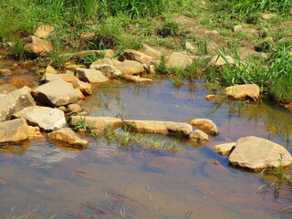river in the forest
