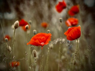 red poppy flowers