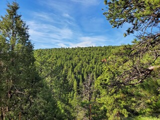 Tree tops and blue sky