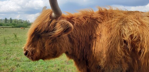 scottish highland cow, shetland cow, cattle 
