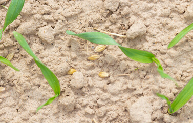 Sprouts of germinated grain in the soil. Young barley and evening sunlight. Dry soil. Agriculture concept