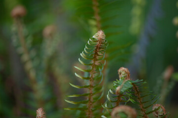 deer fern